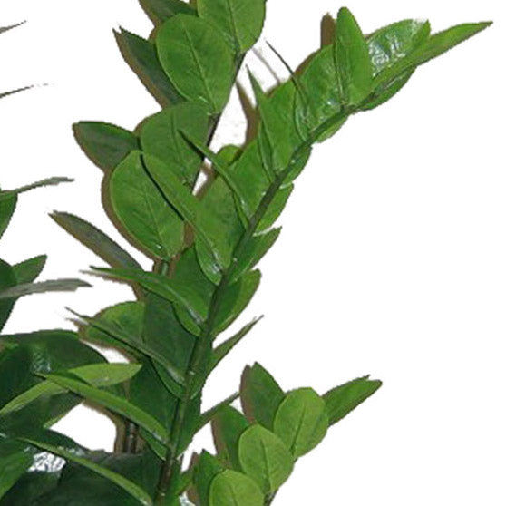 Zamifolia x11, 110cm, 220 Bl., im Topf 16x15cm