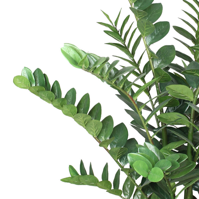 Zamifolia x15, 130cm, 294 Bl., im Topf