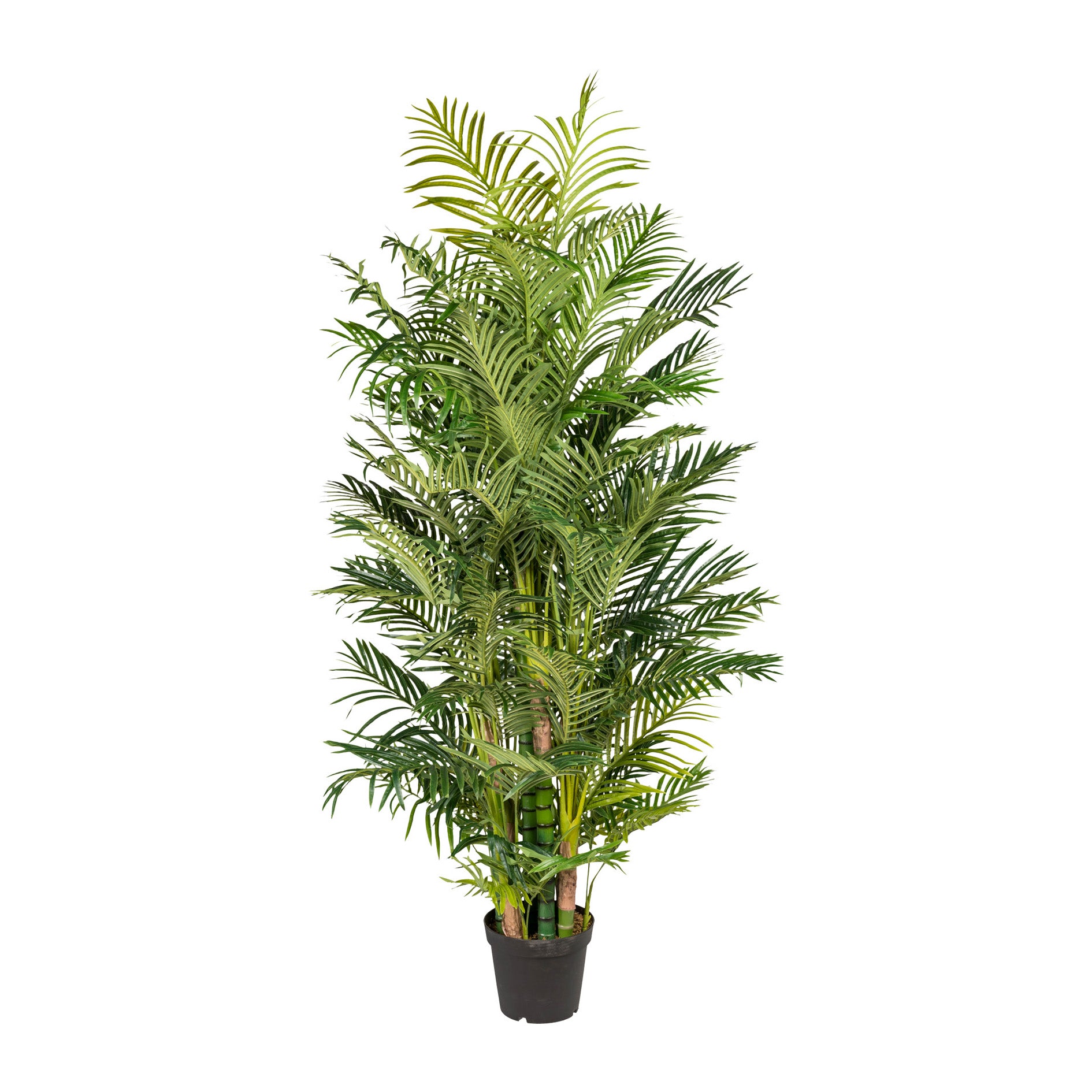 Arecapalme x13, ca 220cm, gruen, im einf. Kunststofftopf, Real Touch