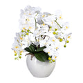 Phalaenopsis, 56cm, weiss, im Keramiktopf weiss DM24x20cm, Real Touch