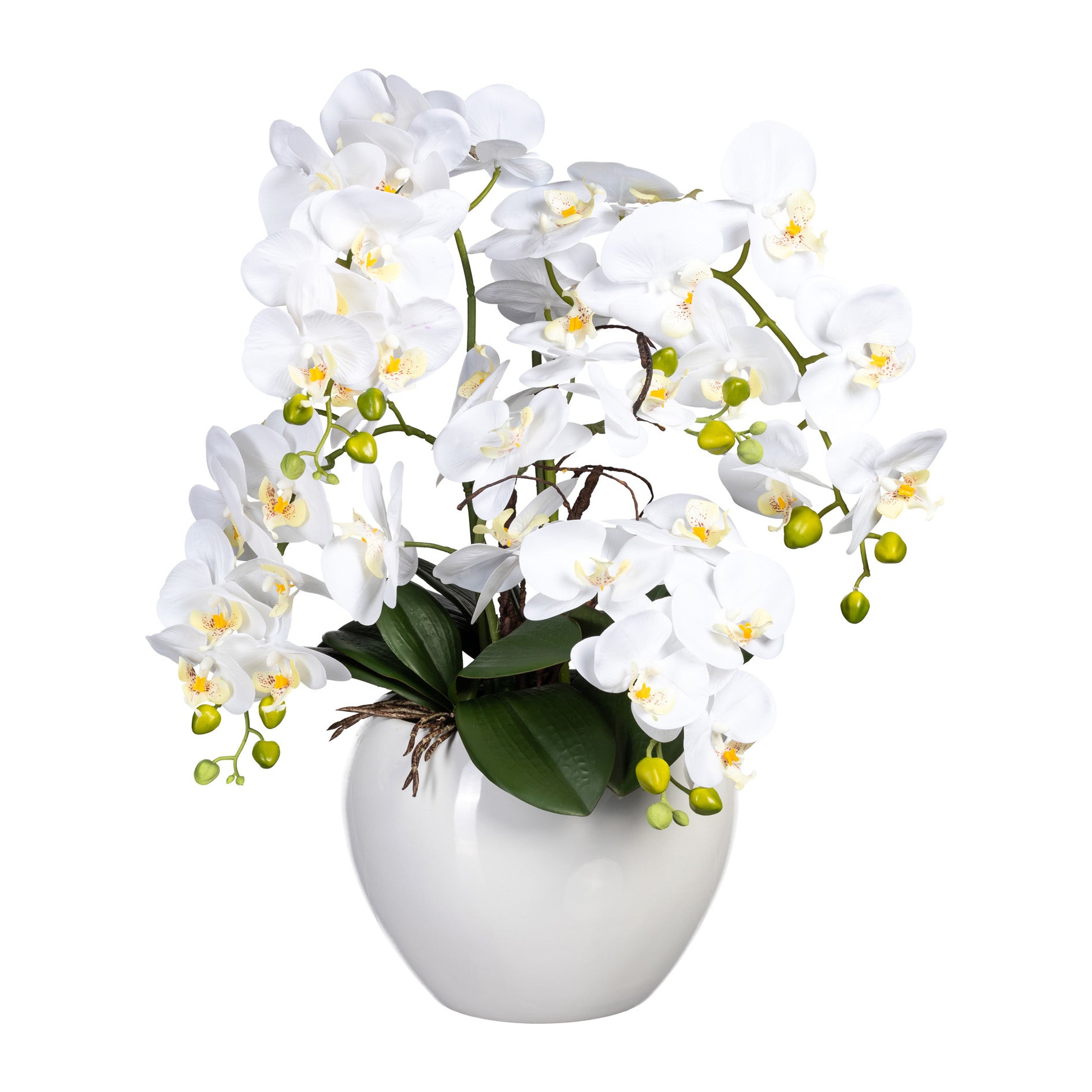 Phalaenopsis, 56cm, weiss, im Keramiktopf weiss DM24x20cm, Real Touch