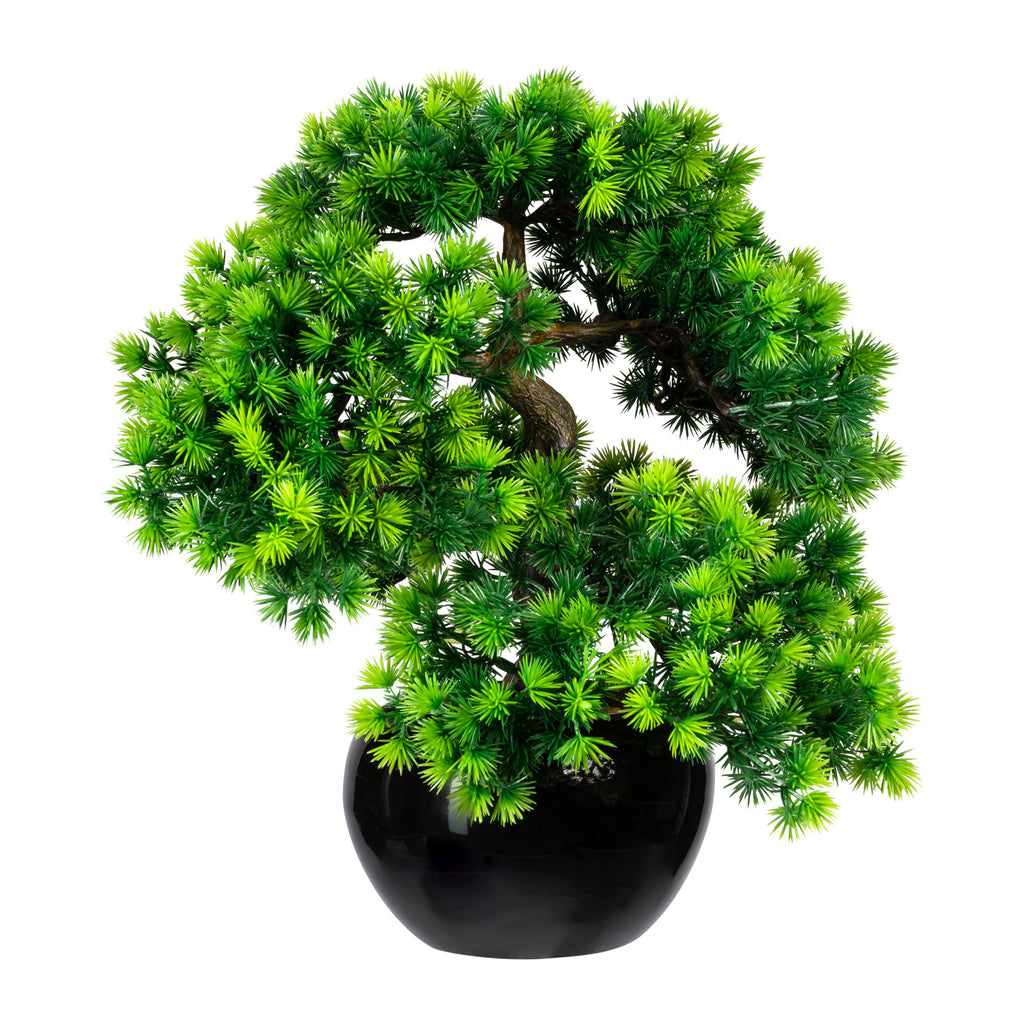 Bonsai Laerche x5, ca 37x30cm, im Keramiktopf schwarz glaenz. 15x9cm, m.Kies