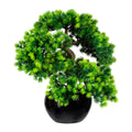 Bonsai Laerche x5, ca 37x30cm, im Keramiktopf schwarz glaenz. 15x9cm, m.Kies