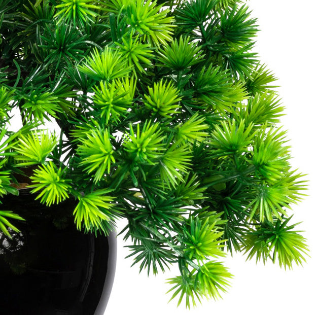 Bonsai Laerche x5, ca 37x30cm, im Keramiktopf schwarz glaenz. 15x9cm, m.Kies