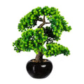 Bonsai Laerche x7, ca 48x35cm, im Keramiktopf schwarz glaenz. 18x11cm, m.Kies