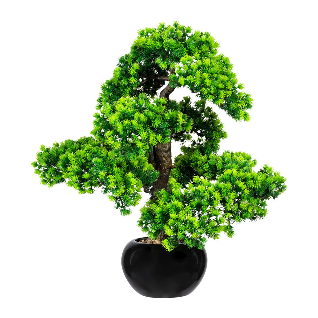 Bonsai Laerche x11, ca 60x50cm, im Keramiktopf schwarz glaenz. 20x12cm, m.Kies