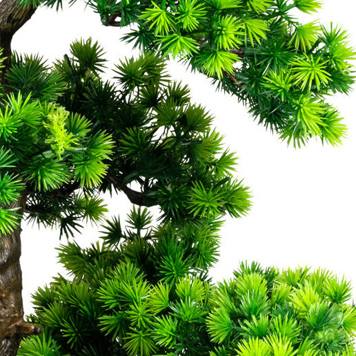 Bonsai Laerche x11, ca 60x50cm, im Keramiktopf schwarz glaenz. 20x12cm, m.Kies