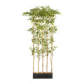 Bambusraumteiler x10, ca 160cm, gruen, 1620 KSt.-Bl.,UV-best., Naturstamm, im Holzkasten 45x12x12,5cm
