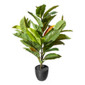 Magnolienblattpflanze x3, 31 Blaetter ca 75cm gruenbraun, im Kunststofftopf schwarz 14x12cm, mit Erde