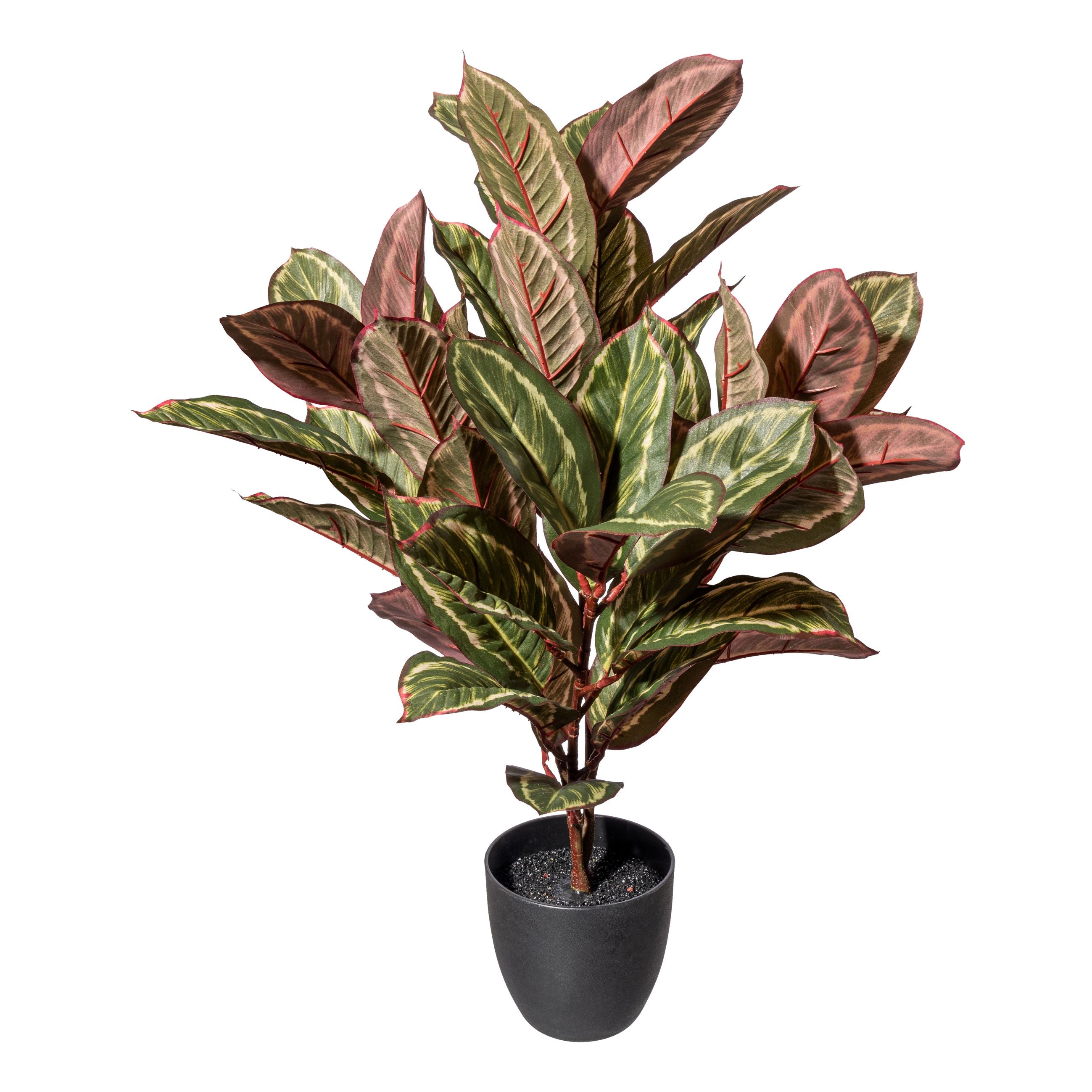 Marantapflanze x3, 31 Blaetter ca 75cm gruenrot, im Kunststofftopf schwarz 14x12cm, mit Erde