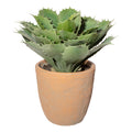 Echeveria x30 gruen,ca 32cm,im Terracottatopf natur 17,5x17,5cm, mit Erde