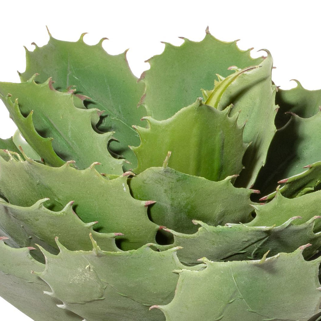Echeveria x30 gruen,ca 32cm,im Terracottatopf natur 17,5x17,5cm, mit Erde