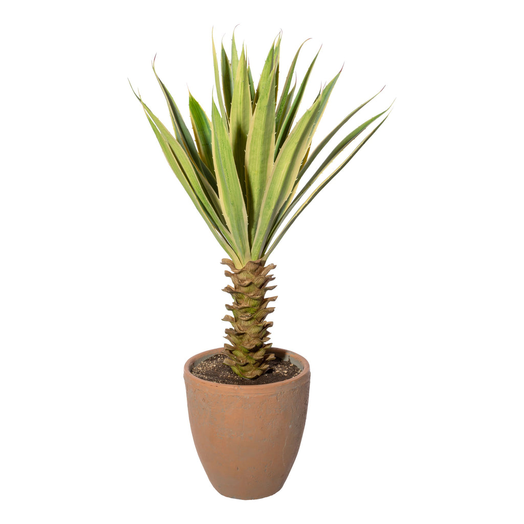 Yucca x29 gruen-creme, ca 75cm, im Terracottatopf natur 21x22cm mit Erde