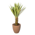 Yucca x29 gruen-creme, ca 75cm, im Terracottatopf natur 21x22cm mit Erde