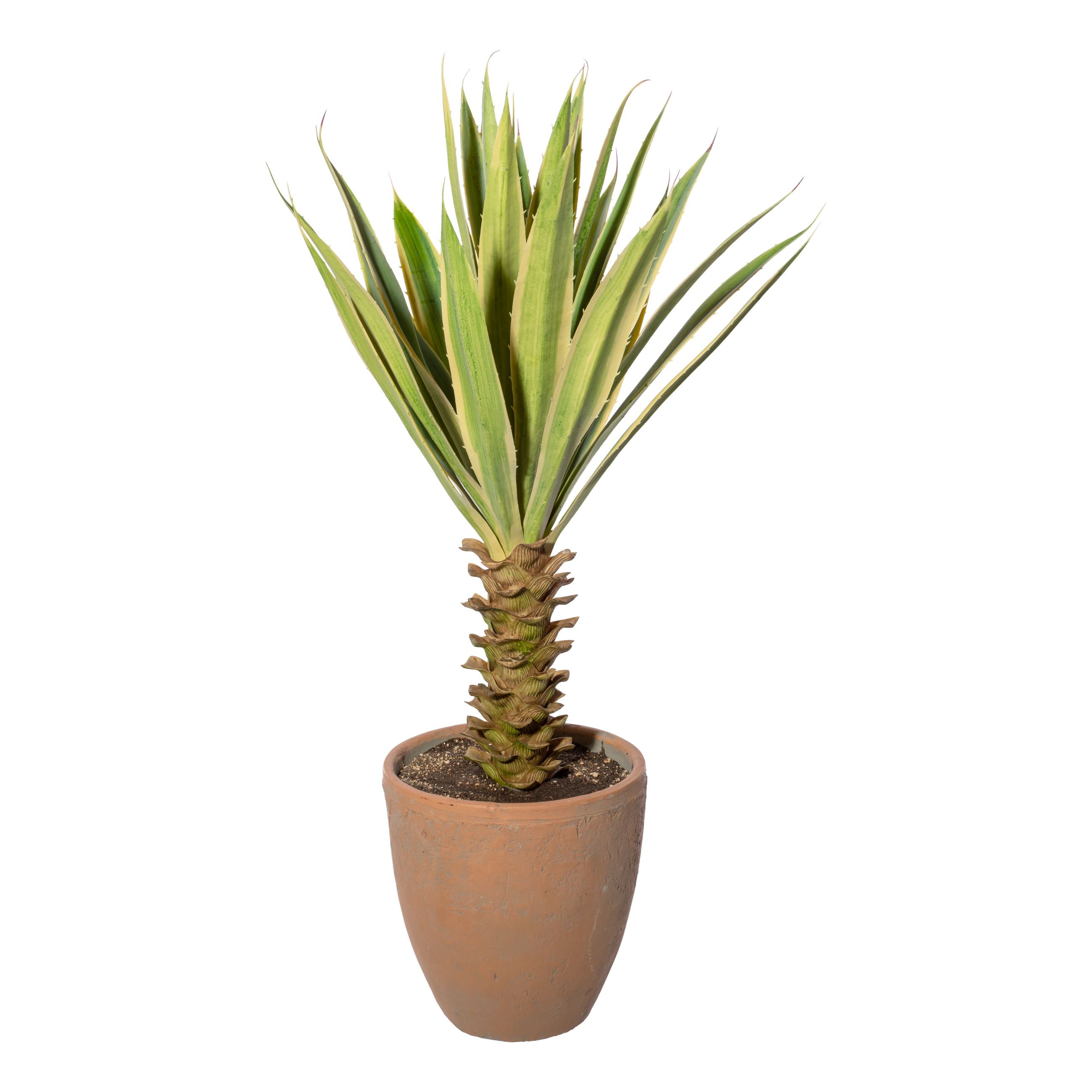 Yucca x29 gruen-creme, ca 75cm, im Terracottatopf natur 21x22cm mit Erde