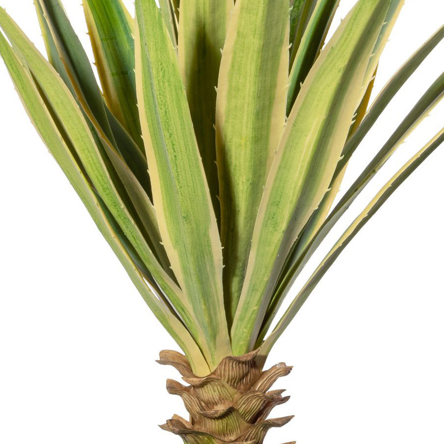 Yucca x29 gruen-creme, ca 75cm, im Terracottatopf natur 21x22cm mit Erde