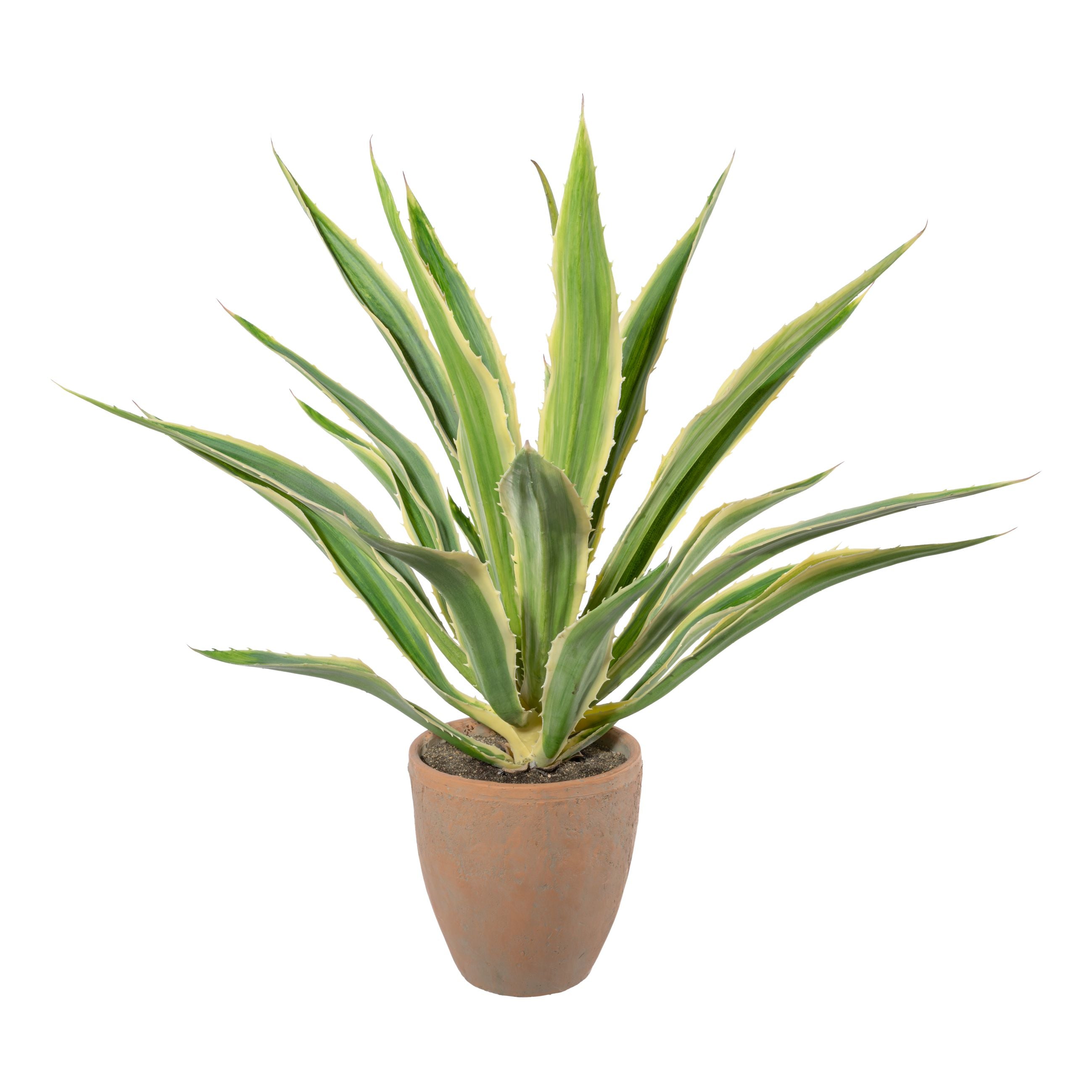 Agave x23, gruencreme, ca 85cm, im Terracottatopf natur 21x22cm, mit Erde