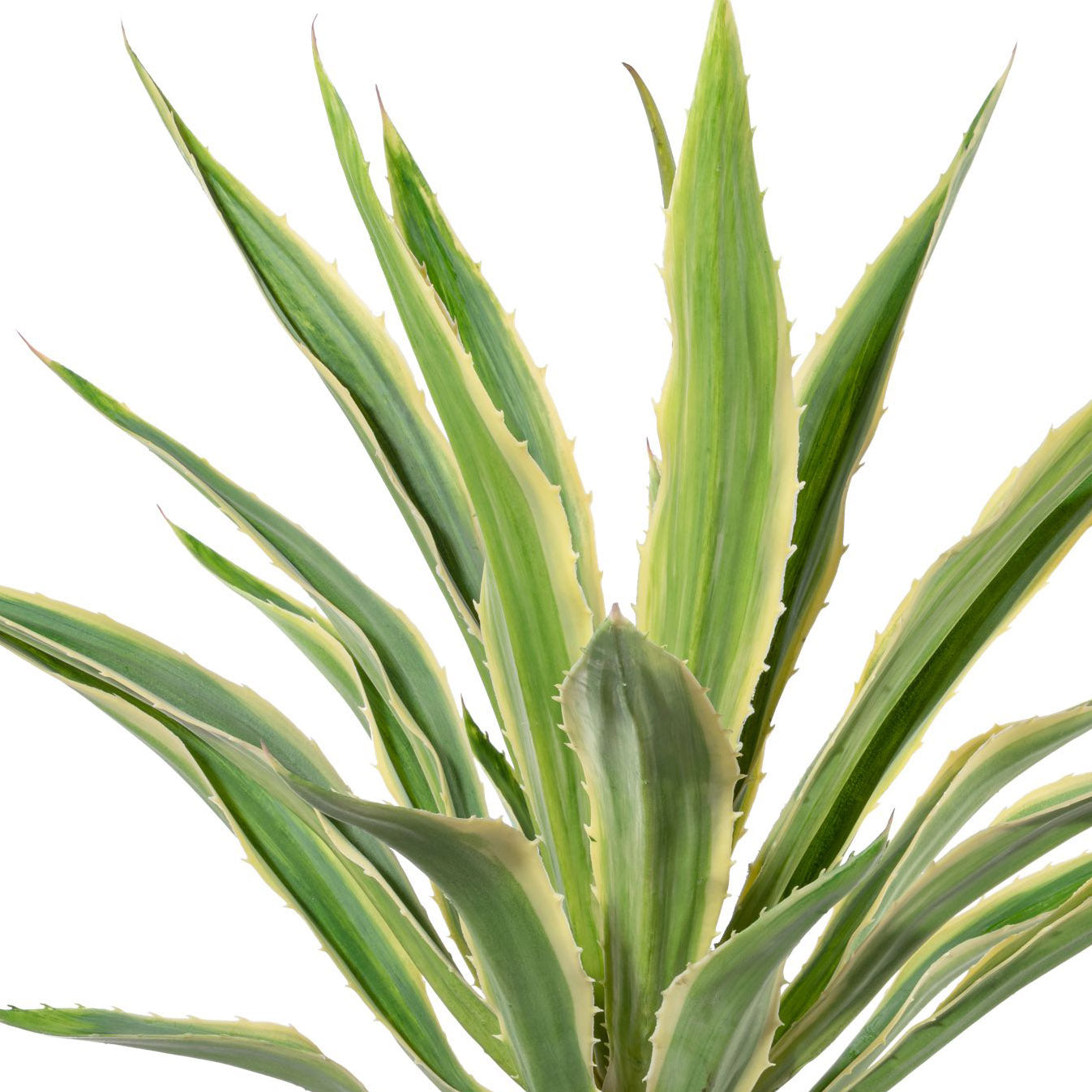 Agave x23, gruencreme, ca 85cm, im Terracottatopf natur 21x22cm, mit Erde