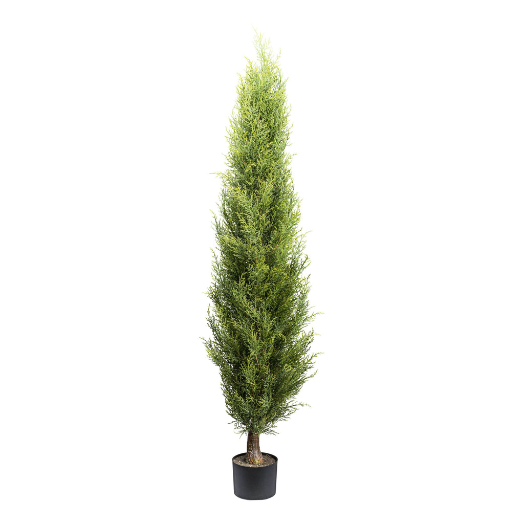Thuja smaragd, ca 150cm gruen im Kunststofftopf 15x12cm mit Erde