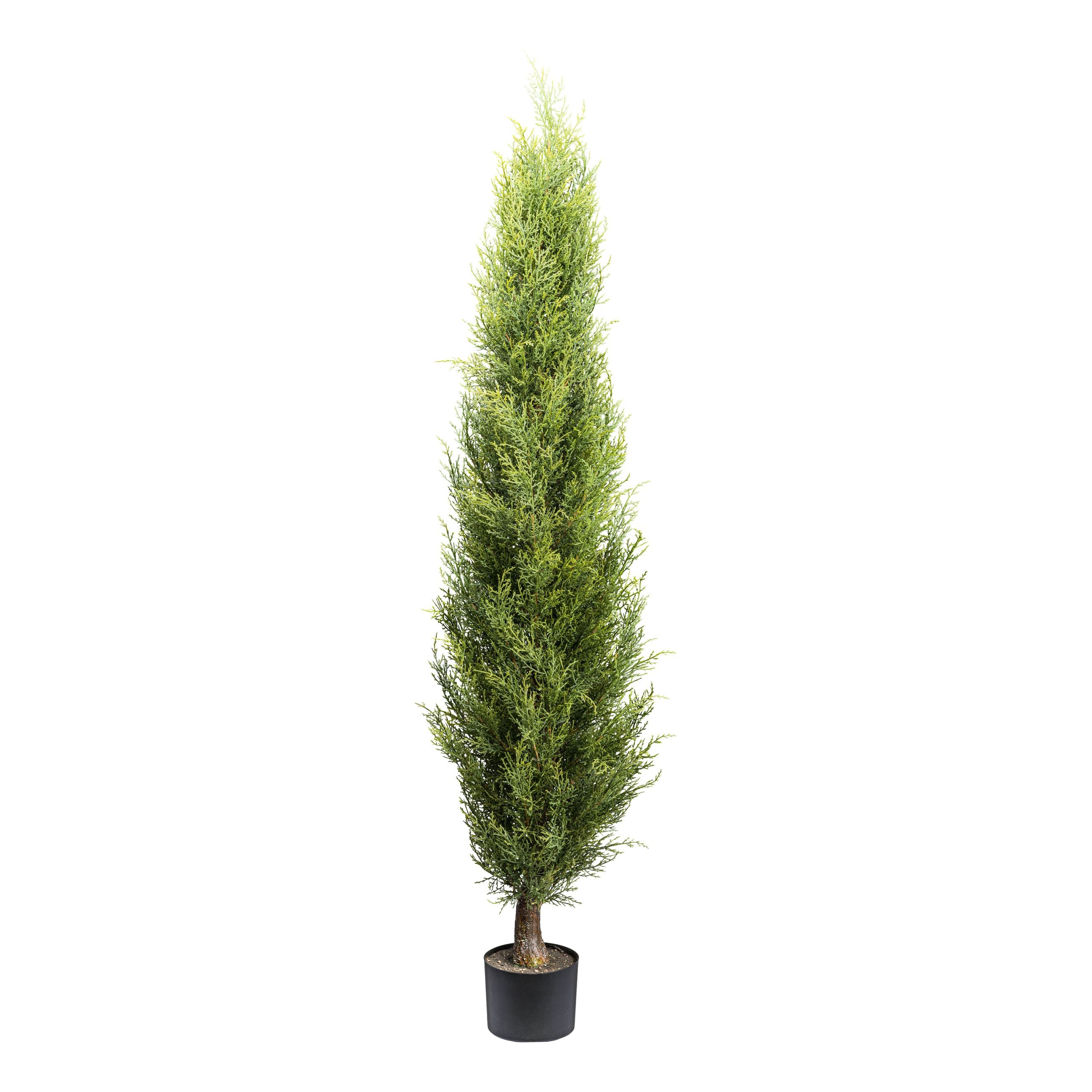 Thuja smaragd, ca 150cm gruen im Kunststofftopf 15x12cm mit Erde