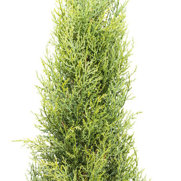 Thuja smaragd, ca 150cm gruen im Kunststofftopf 15x12cm mit Erde