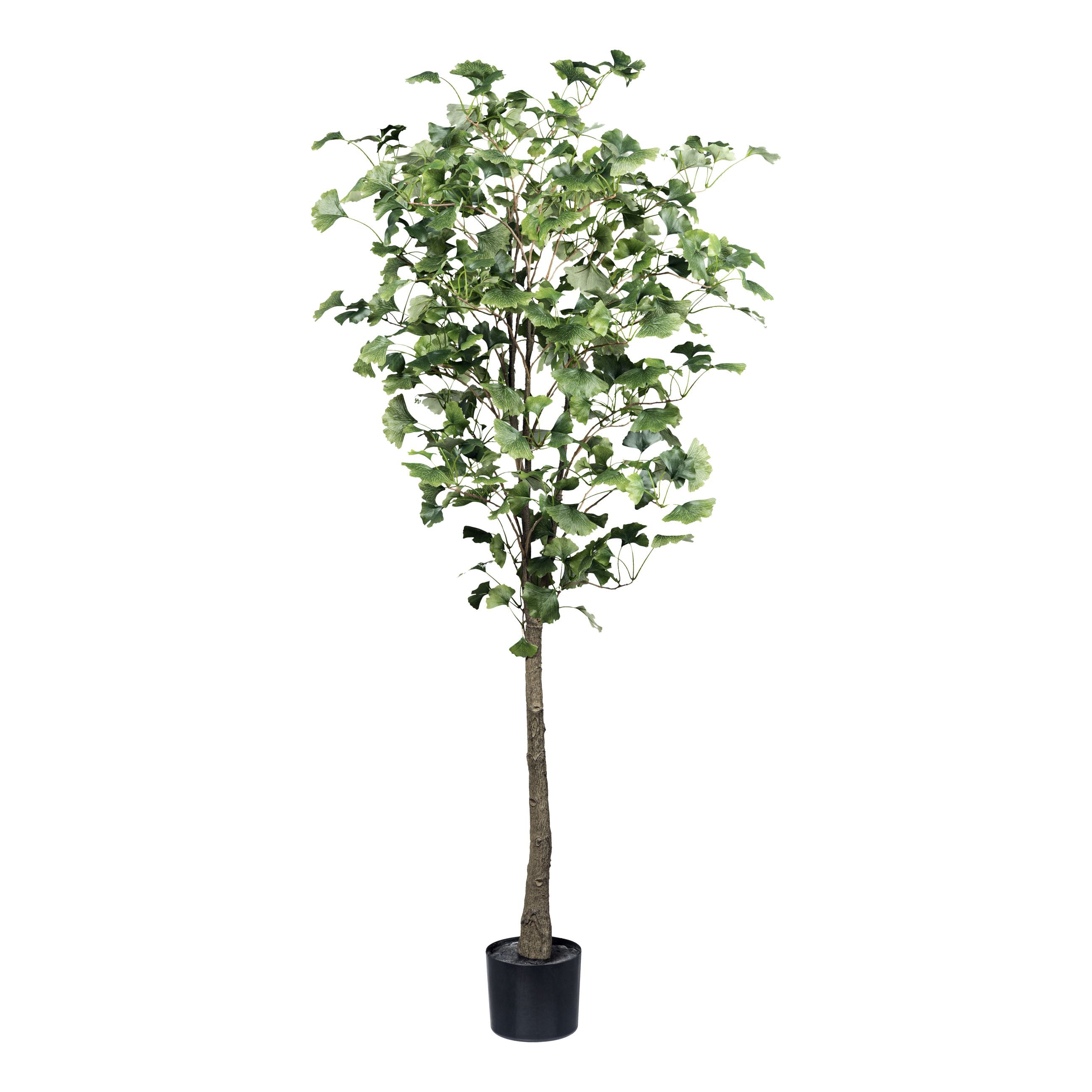Gingkobaum x 462 Bl. ca 150cm gruen im Kunststofftopf m.Erde 14,5x12,5cm Stamm Kunststoff