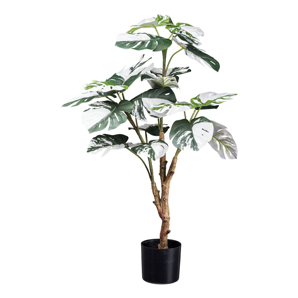 Monstera deliciosa Variegata x21 Bl., ca 80cm gruenweiss,im schwarzen Kunststofftopf 12,5x11,5cm