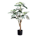 Monstera deliciosa Variegata x21 Bl., ca 80cm gruenweiss,im schwarzen Kunststofftopf 12,5x11,5cm