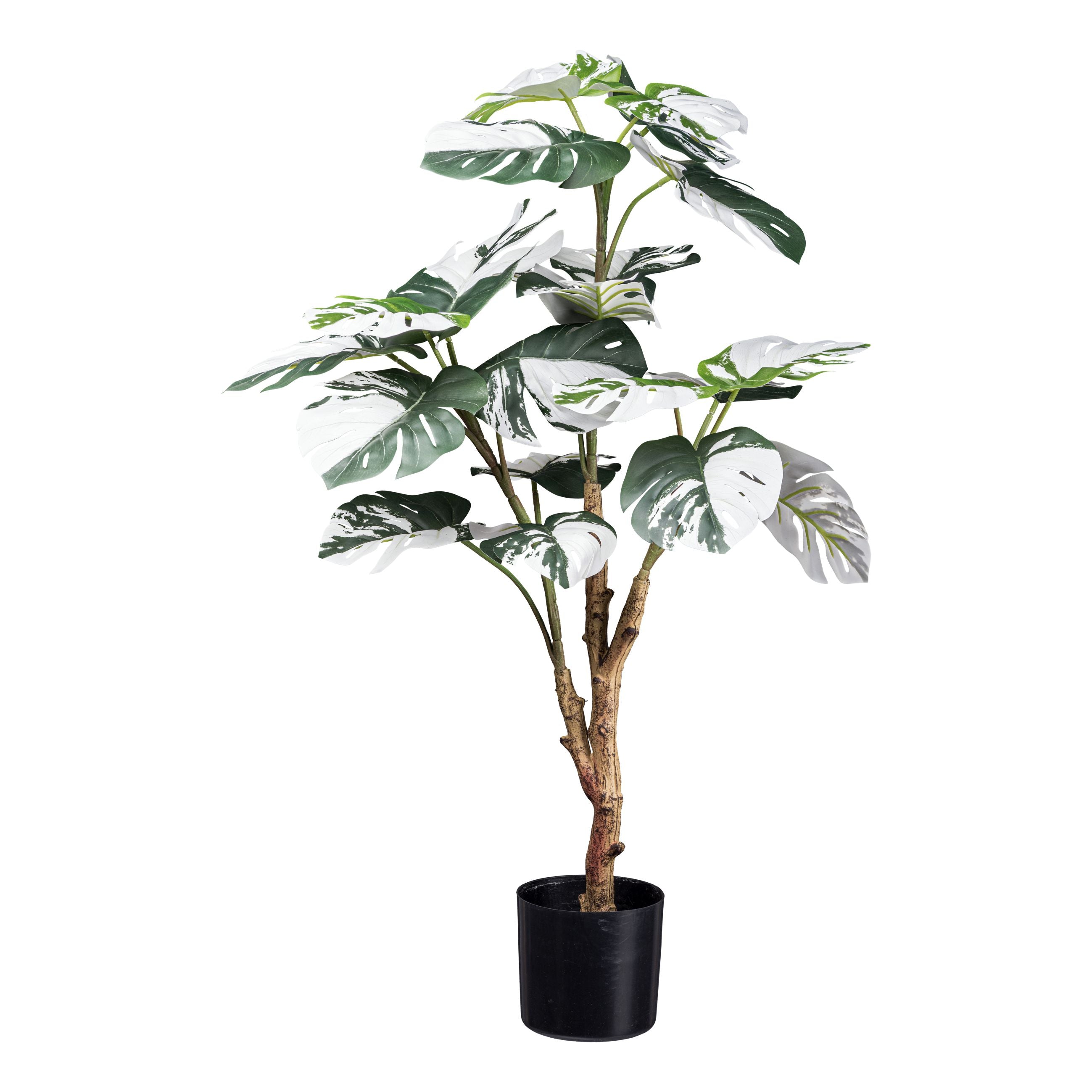 Monstera deliciosa Variegata x21 Bl., ca 80cm gruenweiss,im schwarzen Kunststofftopf 12,5x11,5cm