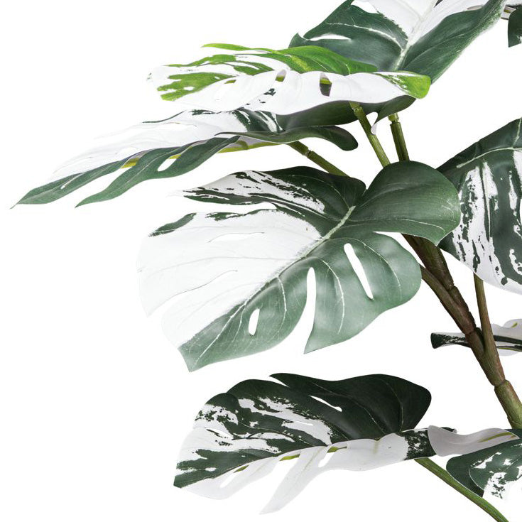 Monstera deliciosa Variegata x21 Bl., ca 80cm gruenweiss,im schwarzen Kunststofftopf 12,5x11,5cm