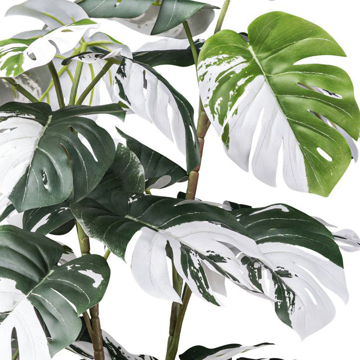 Monstera deliciosa Variegata x38 Bl., ca 110cm gruenweiss,im schwarzen Kunststofftopf 15,5x13cm