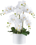 Phalaenopsis x7, 60cm weiss, Real Touch, im Keramiktopf weiss 19,5x15cm