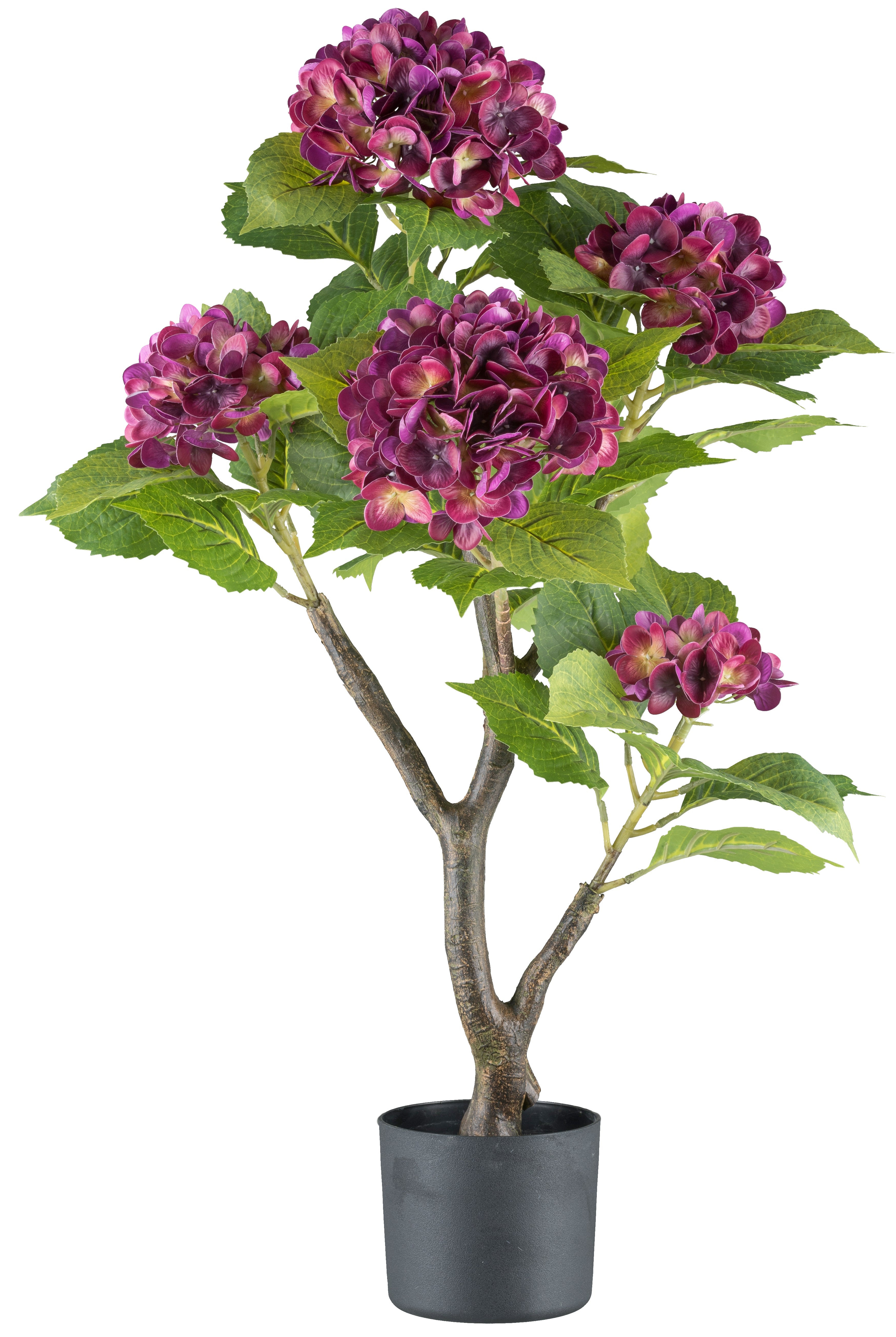 Hortensienbusch x6, ca 85cm, purpur, im schwarzen Kunststofftopf 15x13cm, mit Erde