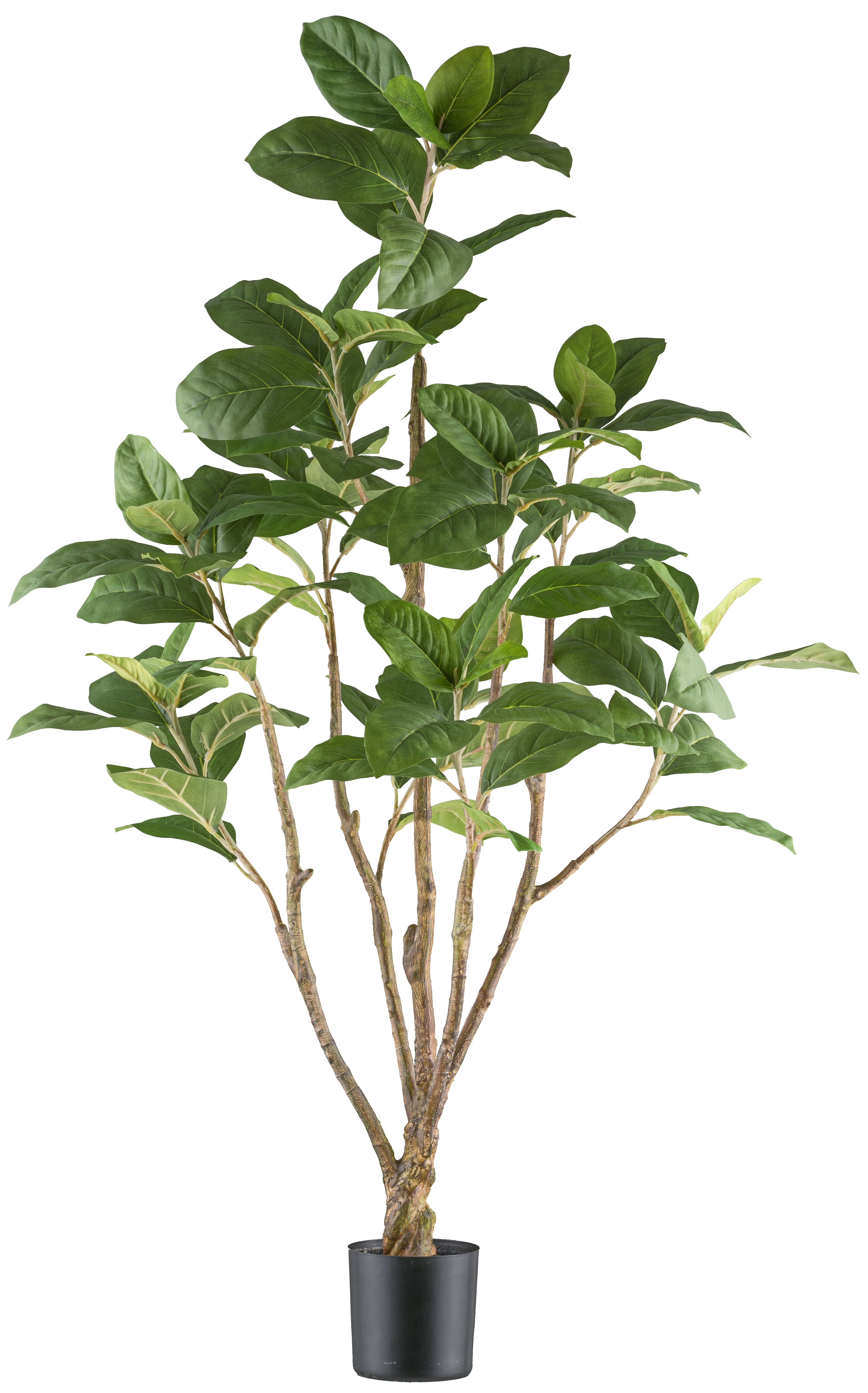 Ficus moclame x5, 115cm, gruen, im Kunststofftopf 12x11,5cm mit Erde