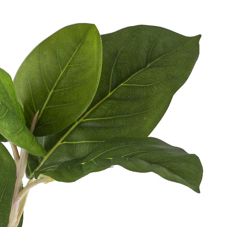 Ficus moclame x5, 115cm, gruen, im Kunststofftopf 12x11,5cm mit Erde
