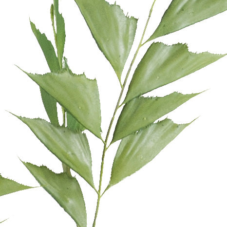 Caryota mitis Palme x6, 150cm gruen, im Kunststofftopf 15x12cm mit Erde, Material: schwer entflammbar