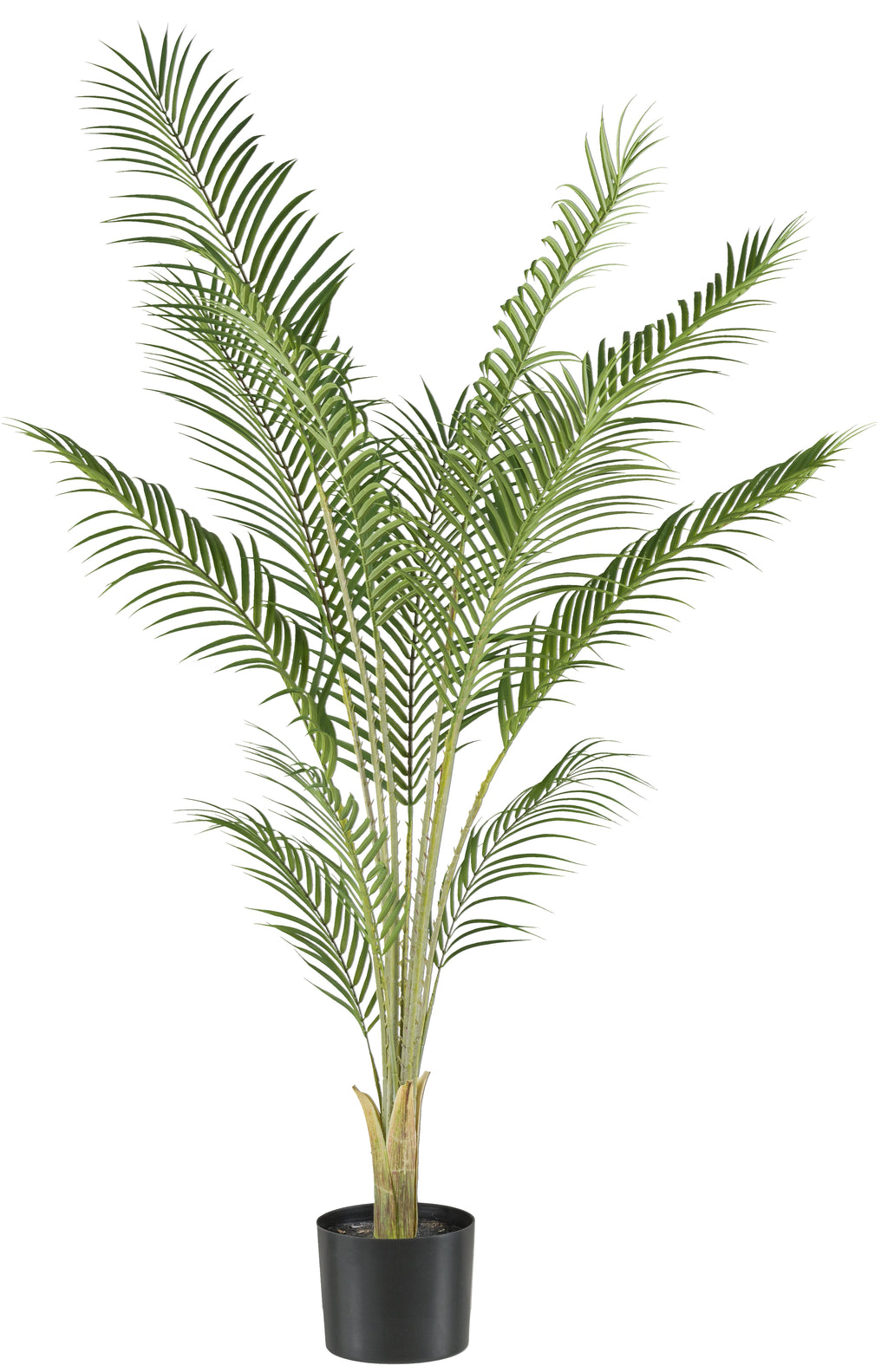 Phoenix Palme x12, 150cm gruen, im Kunststofftopf 15x13,5cm mit Erde Material: schwer entflammbar