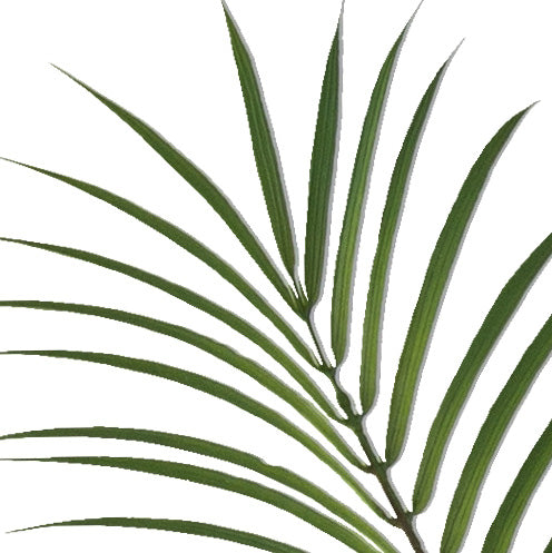 Phoenix Palme x12, 150cm gruen, im Kunststofftopf 15x13,5cm mit Erde Material: schwer entflammbar