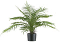 Areca Palmbusch x15, 70cm gruen, im Kunststofftopf 15x12cm mit Erde Material: schwer entflammbar