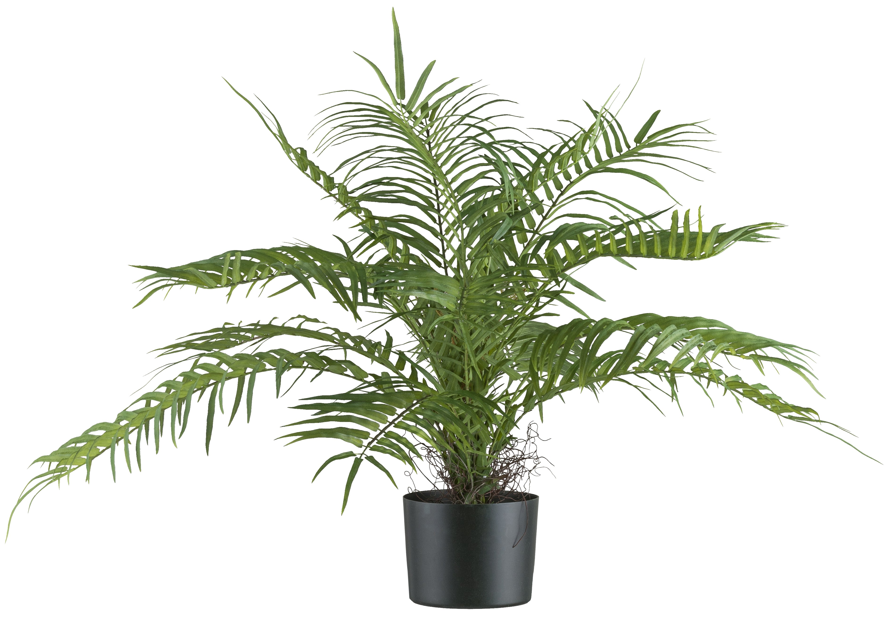 Areca Palmbusch x15, 70cm gruen, im Kunststofftopf 15x12cm mit Erde Material: schwer entflammbar