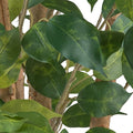 Ficus Benjamina, 110cm gruen, 540 Blaetter, Naturstamm, im Kunststofftopf 12,5x11,5cm
