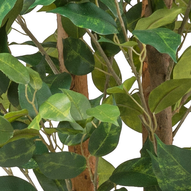 Ficus Benjamina, 160cm gruen, 1125 Blaetter, Naturstamm, im Kunststofftopf 17x15cm