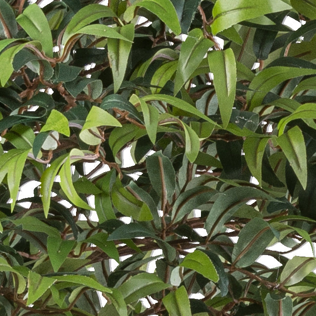 Ruscus Kugelbaum x2, 170cm gruen 4130 Blaetter, Naturstamm, im Kunststofftopf 20x16,5cm