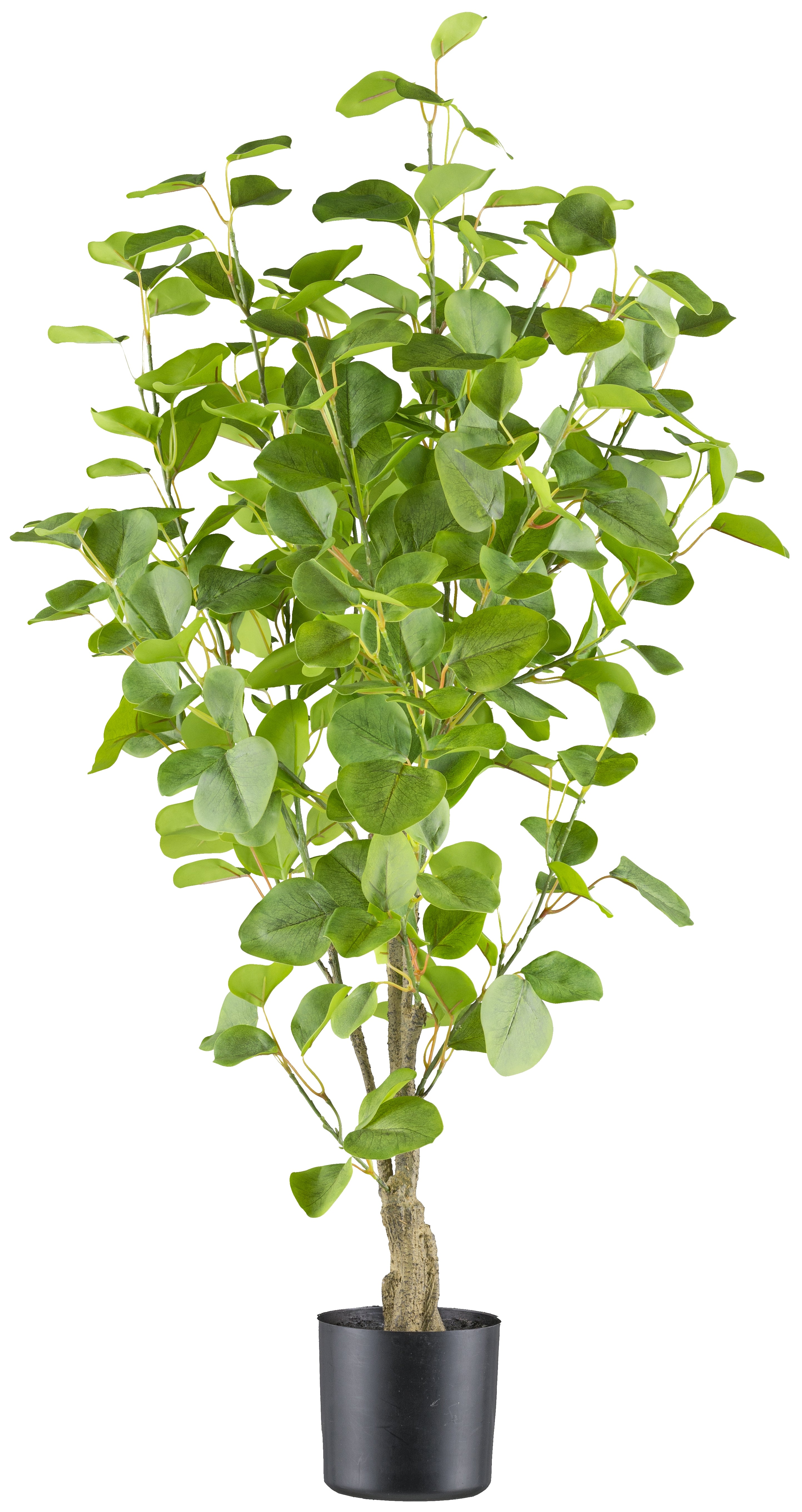 Eukalyptus 90cm, 238 Bl.,gruen im Kunststofftopf 12,5x11cm mit Erde