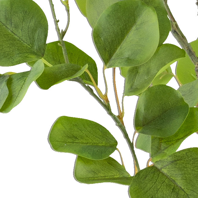 Eukalyptus 130cm, 442 Bl.,gruen im Kunststofftopf 12,5x11cm mit Erde