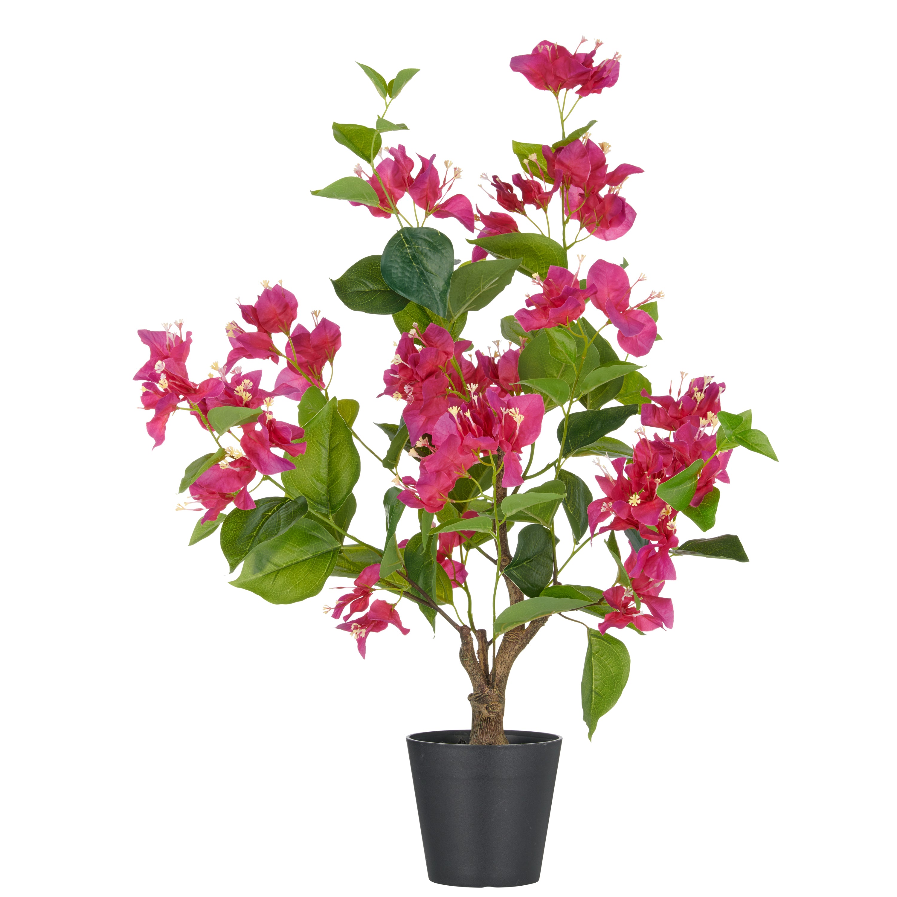 Bougainvillea, 68cm, pink, im Kunststofftopf 12,5x11,5cm mit Erde
