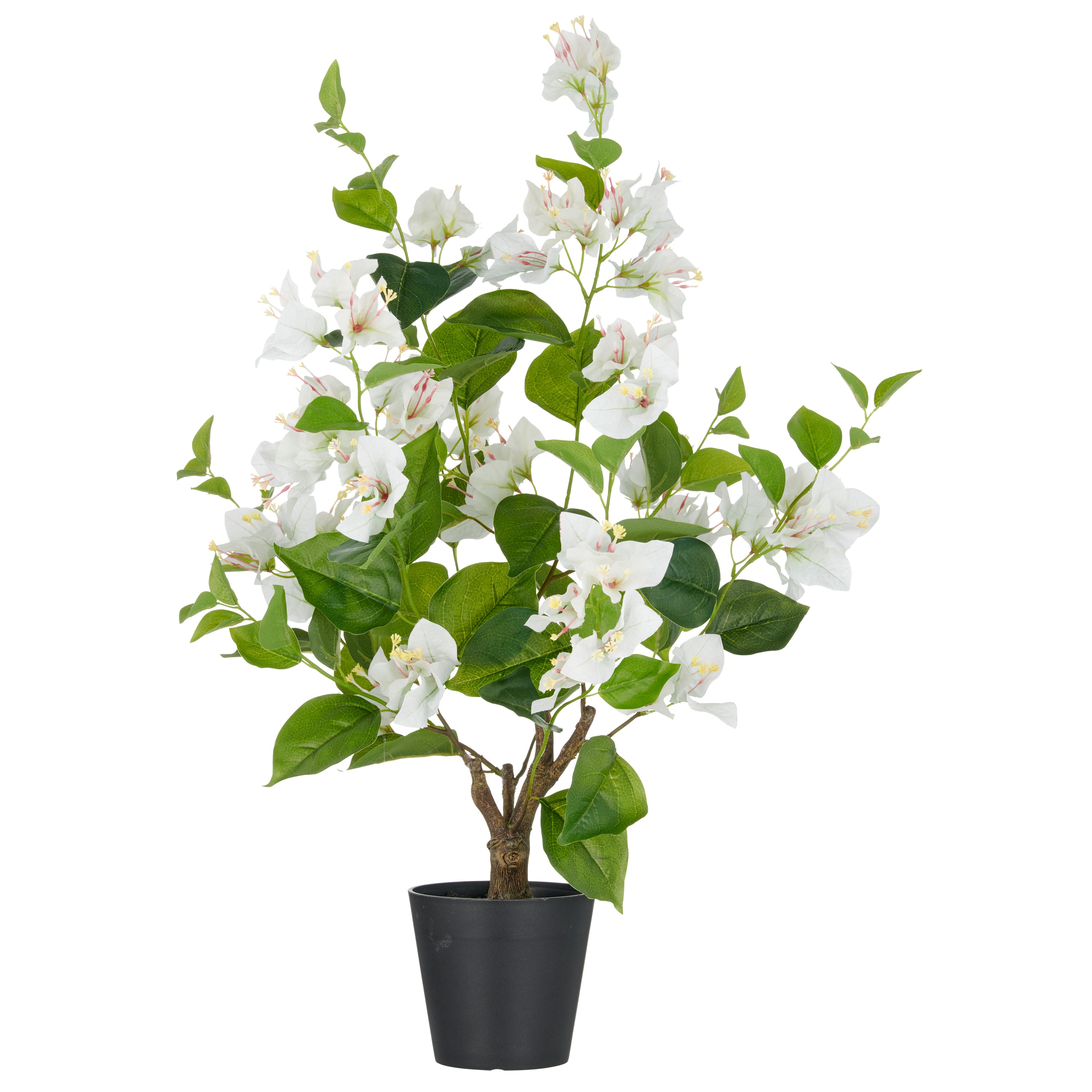Bougainvillea, 68cm, weiss, im Kunststofftopf 12,5x11,5cm mit Erde