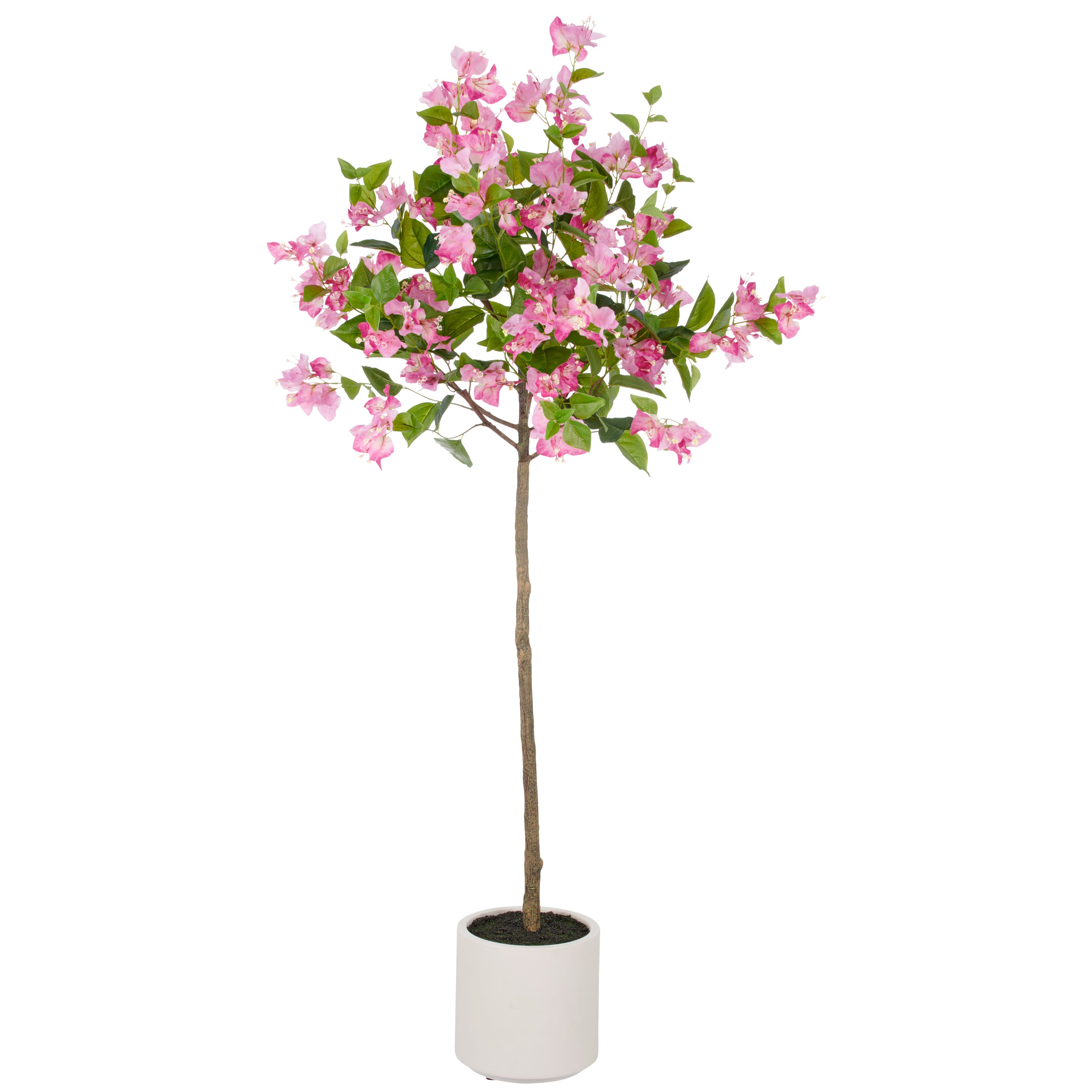 Bougainvillea Hochstamm, 150cm, pink-creme,k.d.p. im Kunststofftopf creme 21,5x21,5cm mit Erde