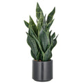 Sansevieria Grey Stripe, 66cm, dunkelgruen, im Kunststofftopf 18x18cm anthrazit mit Erde