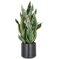 Sansevieria Green Honey, 66cm, hellgruen, im Kunststofftopf 18x18cm anthrazit mit Erde